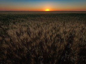 The sun sets behind a wheat field west of Milo, Ab., on Monday, August 8, 2022.