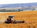 Farmers harvest their crops just north of Calgary.