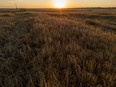 Barley in the setting sun near Rockyford, Alta., on Monday, August 15, 2022.