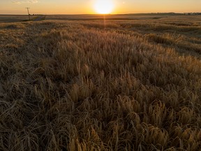Barley in the setting sun near Rockyford, Alta., on Monday, August 15, 2022.