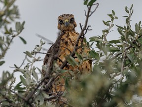 A young Swainson’s hawk in the Porcupine Hills west of Stavely, Alta., on Tuesday, August 23, 2022.
