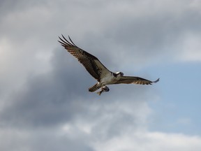 An osprey returns to its nest with a trout in the Willow Creek valley in the Porcupine Hills west of Stavely, Alta., on Tuesday, August 23, 2022.