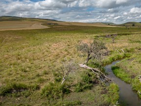 Diamond willows and clearing clouds along Beaver Valley Road in the Porcupine Hills west of Nanton, Alta., on Tuesday, August 23, 2022.