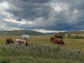 Cattle graze under gathering clouds in the Willow Creek valley in the Porcupine Hills west of Stavely, Alta., on Tuesday, August 23, 2022.