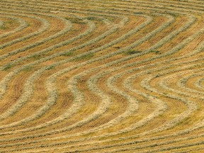 Windrow pattern in a hay field ready for baling along Beaver Valley Road in the Porcupine Hills west of Nanton, Alta., on Tuesday, August 23, 2022.