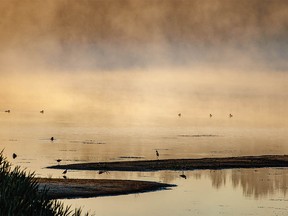 Ducks and wading birds in the morning mist at a lake east of Irricana, Ab., on Tuesday, September 6, 2022. Mike Drew/Postmedia