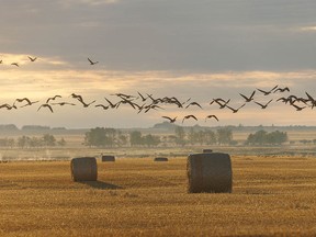 White-fronted geese fly over a harvested field near a lake east of Irricana, Ab., on Tuesday, September 6, 2022. Mike Drew/Postmedia