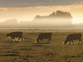 Cattle graze in a haze of their own breath east of Irricana, Ab., on Tuesday, September 6, 2022. Mike Drew/Postmedia