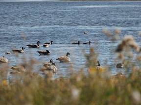 Geese and ducks on a pond west of Langdon, Ab., on Tuesday, September 6, 2022. Mike Drew/Postmedia