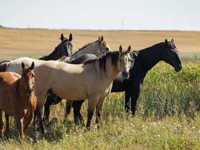 Curious horses in the wind near Namaka, Ab., on Tuesday, September 6, 2022. Mike Drew/Postmedia