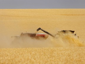 A combine unloads in a cloud of barley chaff south of Chancellor, Ab., on Tuesday, September 6, 2022. Mike Drew/Postmedia