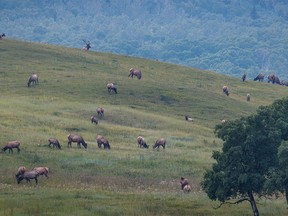 Elk graze on the hills of the Ann and Sandy Cross Conservation Area southwest of Calgary, Ab., on Wednesday, September 14, 2022.