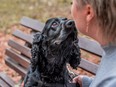 Black Cocker Spaniel sitting on the bench outdoors in the park with the owner, sniffing owner's face.