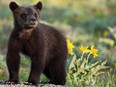 File photo of a black bear cub.