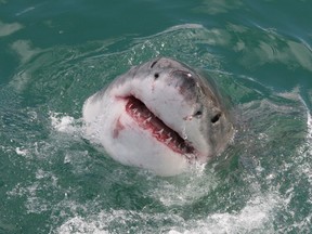Great white sharks can grow to 16 feet and weigh two tons.