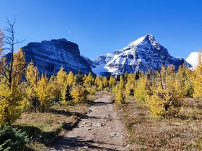 An explosion of colour in Larch Valley in Banff National Park.