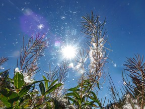 Fireweed fluff flies in the breeze along Wilkinson Creek southwest of Calgary, Ab., on Wednesday, August 31, 2022.