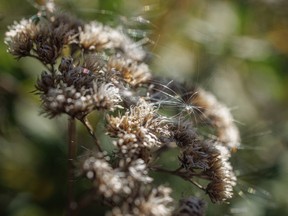 Fireweed fluff caught dry flower heads along Wilkinson Creek southwest of Calgary, Ab., on Tuesday, August 30, 2022.