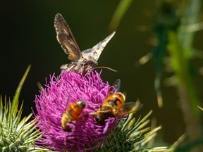 Drone flies and a moth on a thistle blossom by Wilkinson Creek southwest of Calgary, Ab., on Tuesday, August 30, 2022.