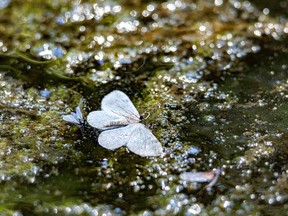 A butterfly and other insects trapped by an algae-filled spring southwest of Calgary, Ab., on Tuesday, August 30, 2022.