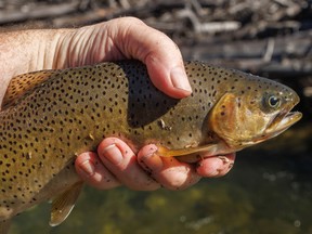 A chubby cutthroat trout about to be released on the Livingstone River southwest of Calgary, Ab., on Tuesday, August 30, 2022.