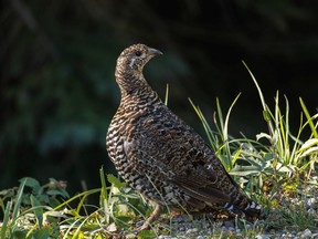 A momma ruffed grouse keeps watch over her brood in the Livingstone River valley southwest of Calgary, Ab., on Tuesday, August 30, 2022.