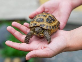 Little turtle in hands