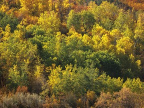 Shades of green and yellow along the Rosebud River near the town of Rosebud, Ab., on Tuesday, September 27, 2022.