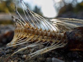 Remains of a scavenged sockeye salmon along Scotch Creek near Chase, B.C., on Tuesday, October 4, 2022.