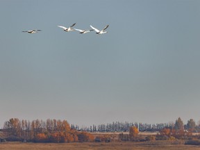 Trumpeter swans fly over Eagle Lake near Namaka, Ab., on Tuesday, October 18, 2022.