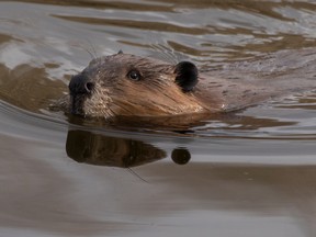This file photo shows a beaver in its pond in the foothills southwest of Calgary