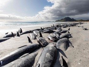 This handout photograph taken on October 8, 2022 shows the carcasses of stranded pilot whales, some of hundreds that were found beached, on the west coast of New Zealand's remote Chatham Islands.