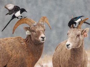 Magpies check out a patient bighorn ram and a ewe in Sheep River Provincial Park west of Turner Valley, Ab., on Tuesday, November 1, 2022.