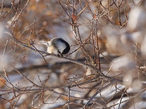 A chickadee nibbles on something it found on a willow along the Bow River in Calgary, Ab., on Tuesday, November 8, 2022.