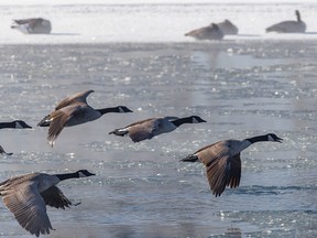 Canada geese fly along the icy Bow River in Calgary, Ab., on Tuesday, November 8, 2022.