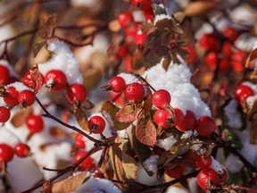 Frozen rose hips along the Bow River in Calgary, Ab., on Tuesday, November 8, 2022.