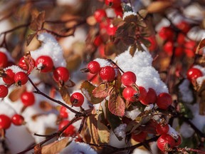 Frozen rose hips along the Bow River in Calgary, Ab., on Tuesday, November 8, 2022.