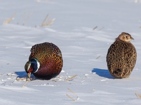 Pheasants forage in the snow near Carseland, Ab., on Tuesday, November 8, 2022.