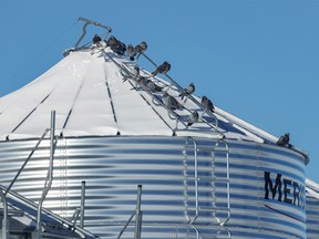 Frigid pigeons on a grain bin north of Gleichen, Ab., on Tuesday, November 8, 2022.