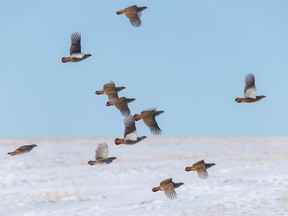 Grey partridge take flight near Namaka, Ab., on Tuesday, November 8, 2022.