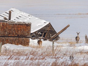 Momma whitetail and a baby by a homestead near Chancellor, Ab., on Tuesday, November 8, 2022.