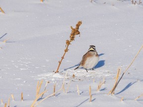 A horned lark hunts for seeds near Chancellor, Ab., on Tuesday, November 8, 2022.