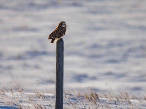 A short-eared owl east of Hussar, Ab., on Tuesday, November 8, 2022.