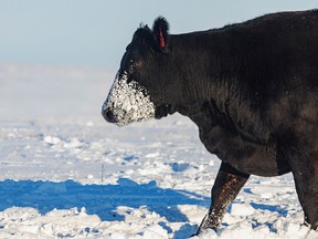 A cow with its face covered in snow and frozen breath east of Hussar, Ab., on Tuesday, November 8, 2022.