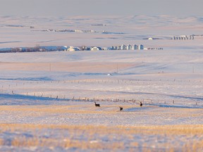 Mule deer in the Crowfoot Creek valley north of Cluny, Ab., on Tuesday, November 8, 2022.