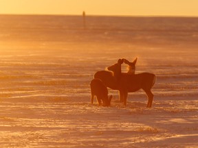 Sunset catches mule deer in a field near Gleichen, Ab., on Tuesday, November 8, 2022.
