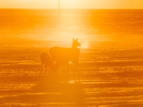 Sunset catches mule deer in a field near Gleichen, Ab., on Tuesday, November 8, 2022.