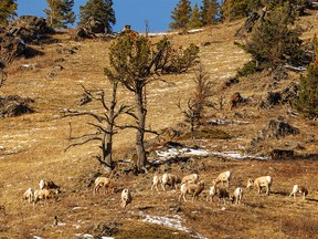 Bighorn sheep and limber pines along the Highwood River west of Longview, Ab., on Wednesday, November 16, 2022.