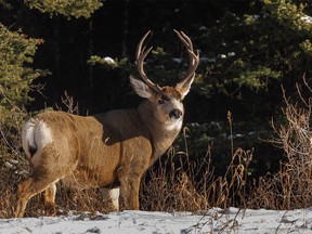 Mule deer buck along the Kananaskis River valley southwest of Calgary, Ab., on Tuesday, November 15, 2022.