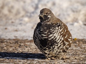 Stubborn spruce grouse refuses to get off the road in the Kananaskis River valley southwest of Calgary, Ab., on Tuesday, November 15, 2022.